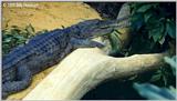 Johnstons Crocodile   ( C. johnsoni )