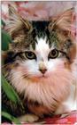cat10