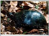 spotted turtle