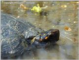 spotted turtle