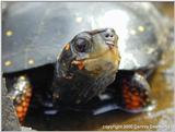 Spotted turtle