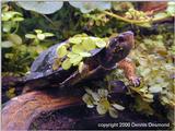 spotted turtle