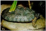wood turtle - adult