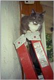 Yup, it's another cat pic