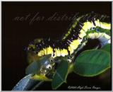 Sulfur caterpillar File 2 of 2 - sulfurCat2.jpg (1/1)