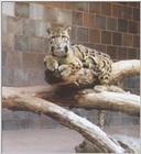 Clouded Leopard