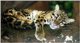 clouded leopard