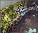 clouded leopard 2