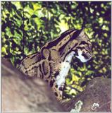 clouded leopard 3