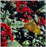 Cloudless Sulfur butterfly - Sulfur.jpg