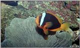 Clown Fish? #1