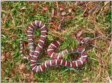 Coastal Plains Milk Snake