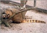 More Kruezen Animal Park - Coati cutie with cookie :-)
