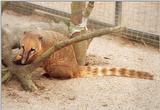 1999 Kruezen Animal Park pics rescanned - Coati cutie with cookie