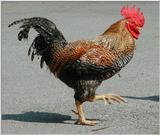 cock 2