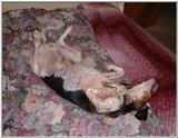 Re: It's a Dogs Life