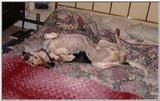 It's a Dogs Life