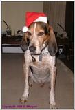 Xmas Dogs