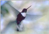 Re: Requested : Hummingbird and butterfly - CollaredInca.jpg