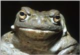 Colorado River Toad