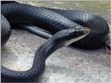 Northern Black Racer