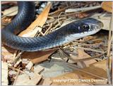 Southern Black racer