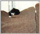 Comfy cute kitten