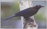 Birds around the 'Hood [2/2] - CommonGrackle01.jpg (1/1)