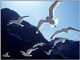 Gulls in flight