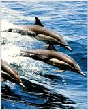 Common Dolphin 1/3 jpg