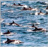 Common Dolphin 3/3 jpg