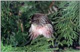 Common Redpoll