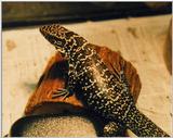 Black and white tegu, common tegu (Tupinambis teguixin)