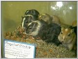 common gerbils