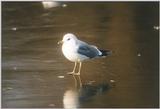 Re: Looking for bird pix! - mew gull2.jpg