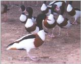 Waterfowl: Common Shelducks