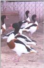 Waterfowl: Common Shelduck