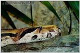 Common or redatil boa