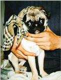 Cony - Pug - Cony970109.jpg (1/1)