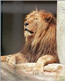 Mr. Kool Kat in Wilhelma Zoo... Where in hell can you buy the stuff...