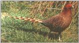 Copper Pheasant