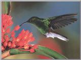 Hummingbird  2 of 12 - Coppery-headed Emerald Hummingbird 01