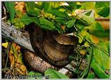tree boa
