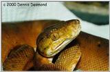 Cook's Tree Boa