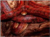 Corn Snake