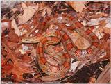 Corn Snake