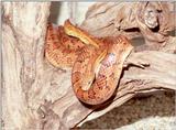 Corn Snake