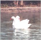 Coscoroba Swan