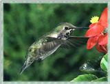 Hummingbird - Costa's