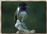 Hummingbird - Costa's